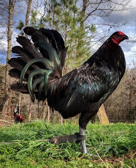 gold gamefowl|black velcro gamefowl.